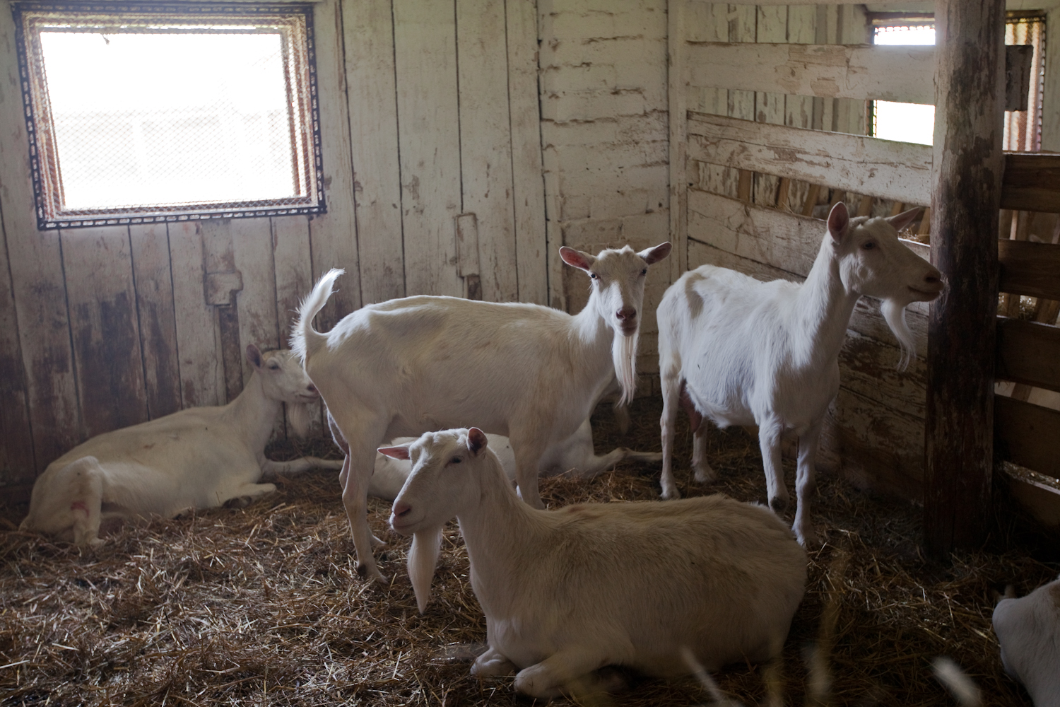 Дойные козы – 24 лучшие молочные породы коз, фото и видео