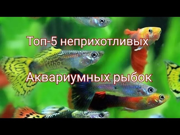 Таблица совместимость аквариумных рыбок в одном аквариуме: для каждой рыбки, принцип совместимости, ошибки, как заселить малосовместимые виды
