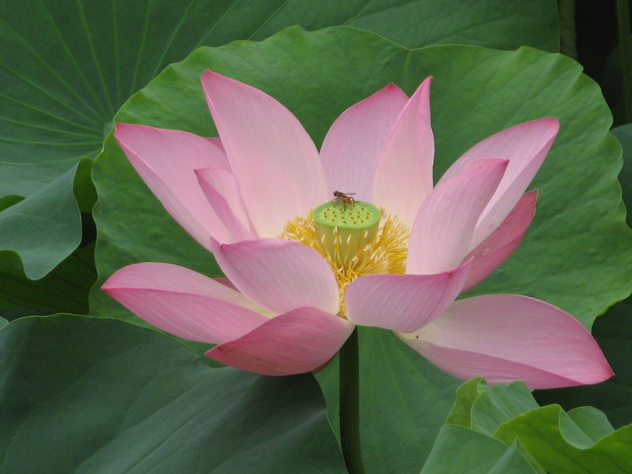 Лотос - священный цветок буддизма удивляет ученых всего мира. 