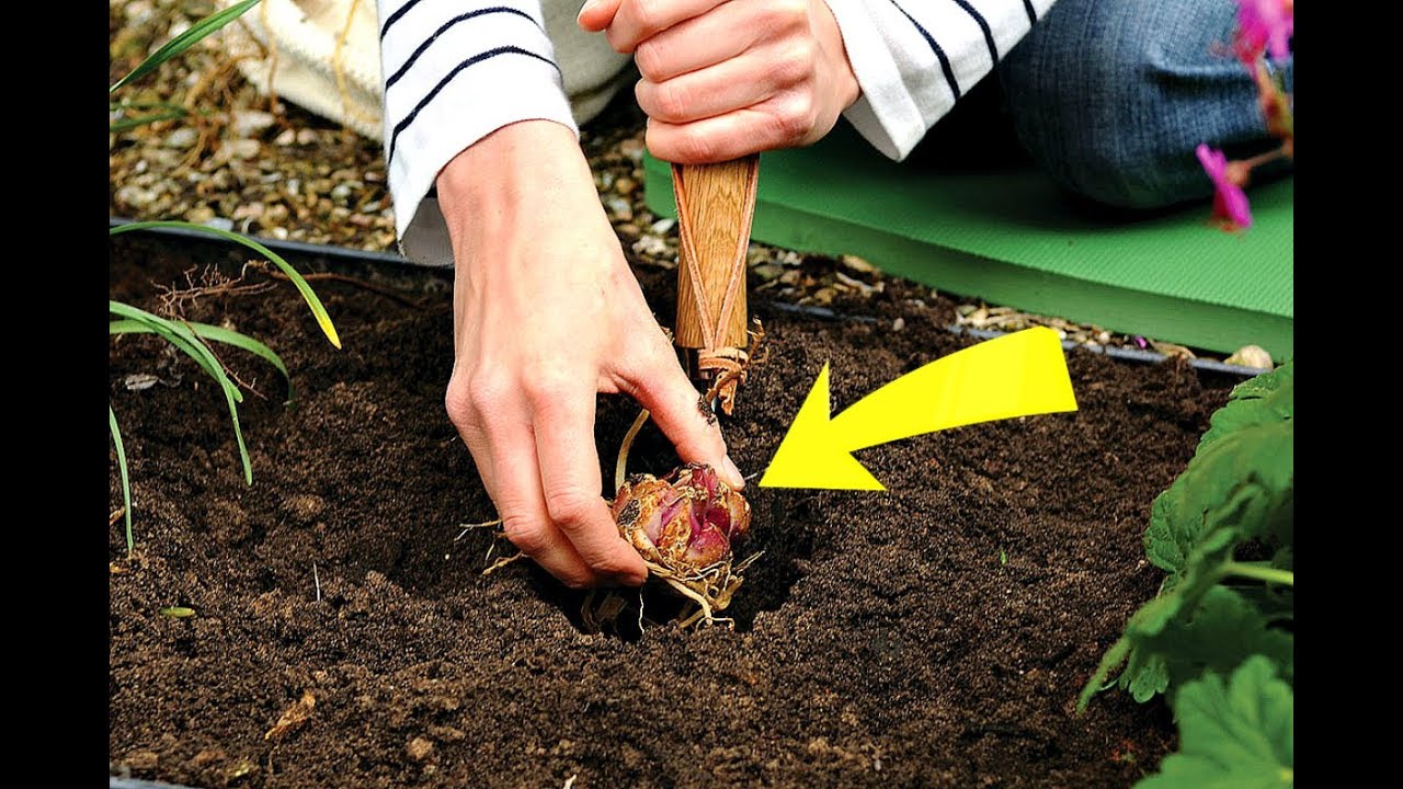 Выращиваем лилии: правила посадки и ухода + секреты садоводов