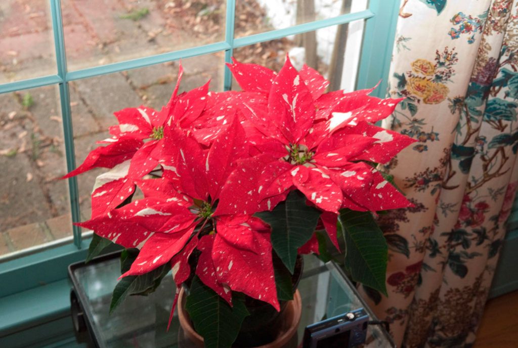 Цветок рождественская звезда: уход в домашних условиях