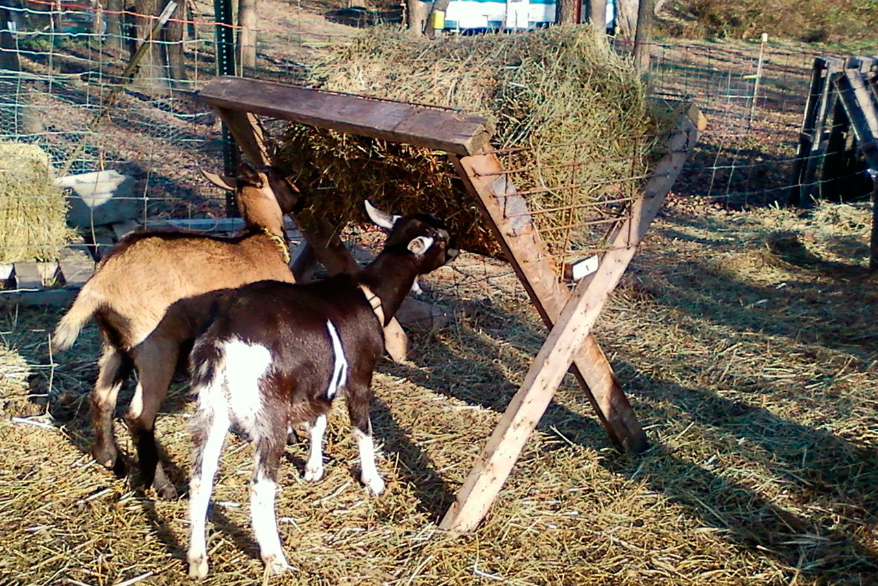 Козоводство для начинающих: с чего начать, выбор козы, условия содержания и разведение коз