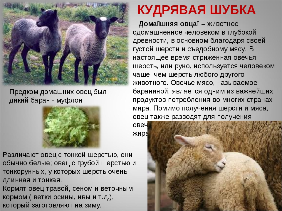 Что даёт овца: продукция овцы и направления овцеводства