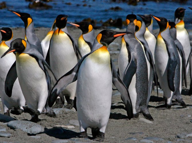 Субантарктический пингвин: интересные факты о животном. обитание и питание