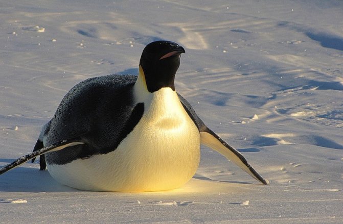 Императорский пингвин ? фото, описание, ареал, питание, враги ✔