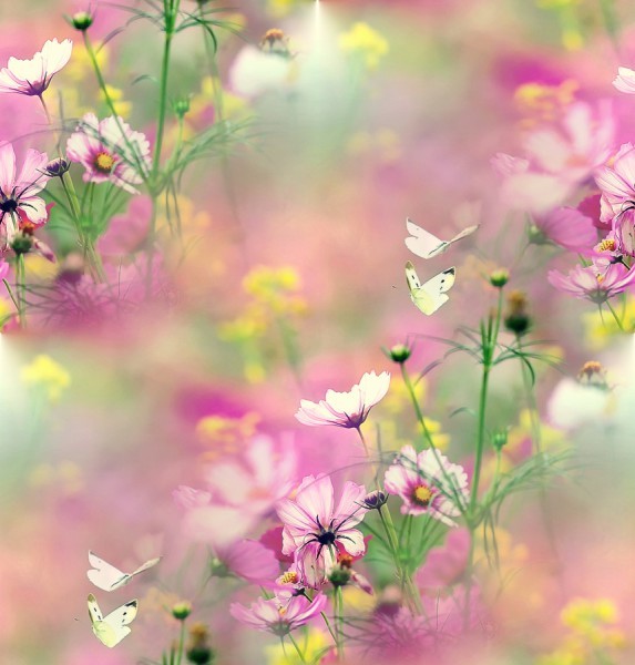 Милые цветочки – лепесточки