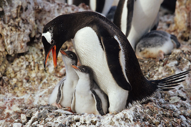Пингвин