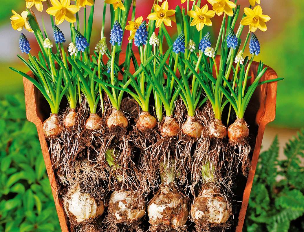 Посадка тюльпанов в корзины для луковичных: сроки и как провести своими руками