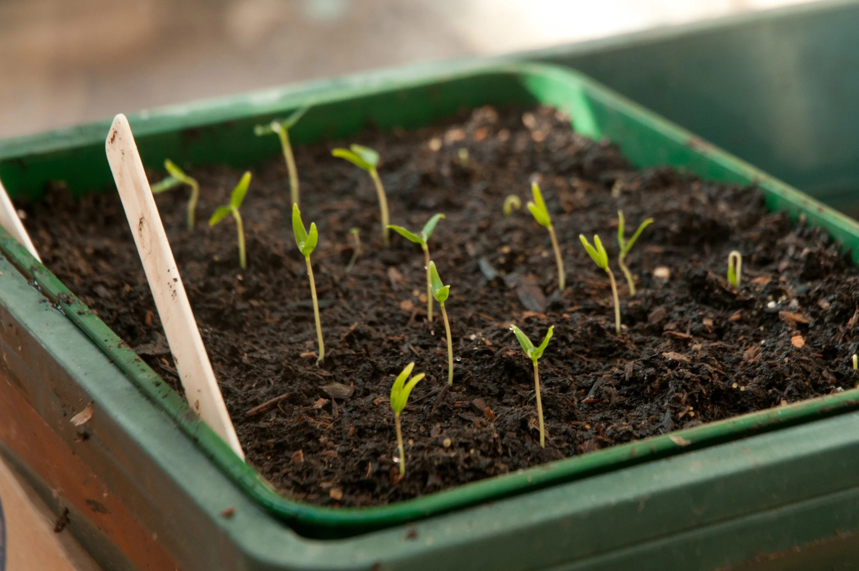 Как правильно сажать перец на рассаду и вырастить качественную рассаду
