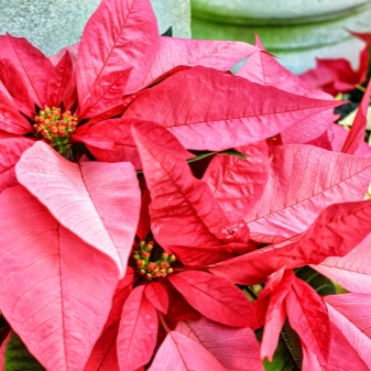 Пуансеттия – рождественская звезда, цветущая на подоконнике