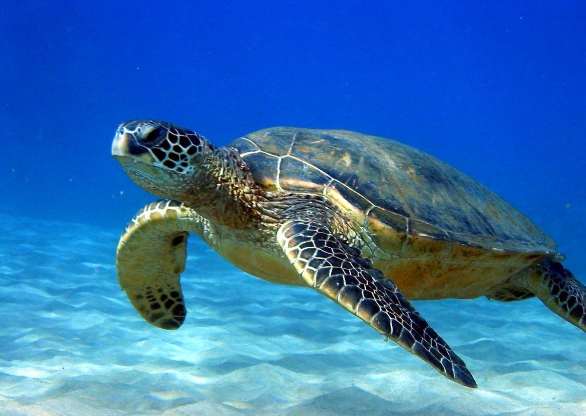 Фотографии самых красивых и необычных черепахи - все о черепахах и для черепах