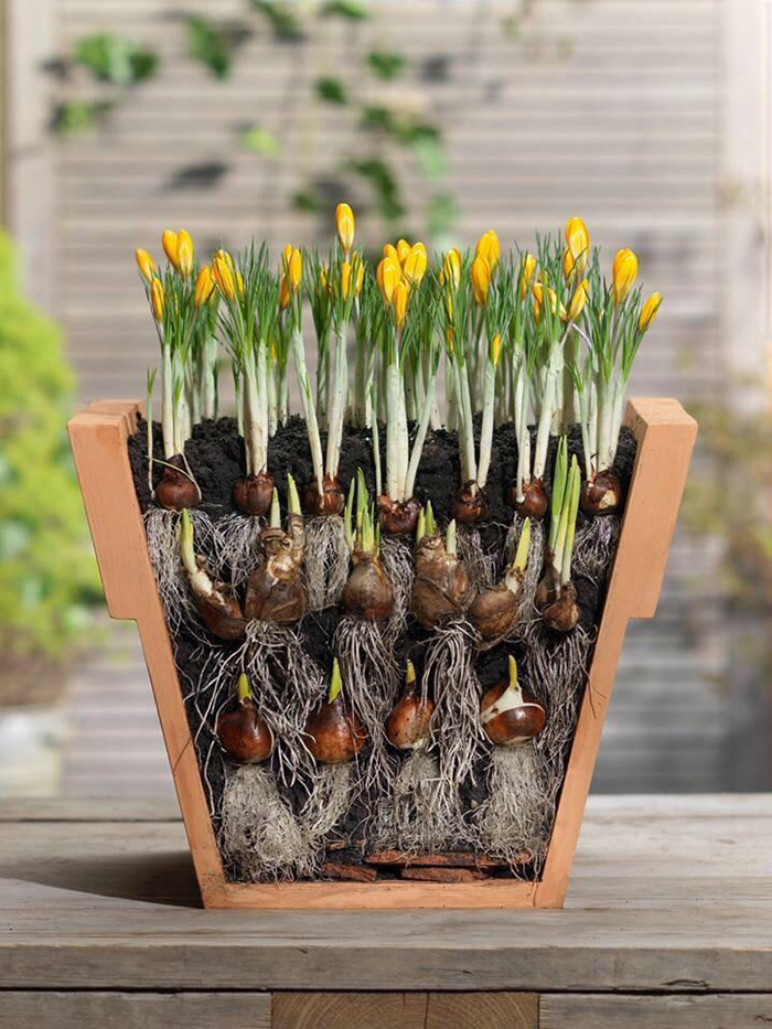 Посадка тюльпанов в корзины для луковичных, ящики, горшки