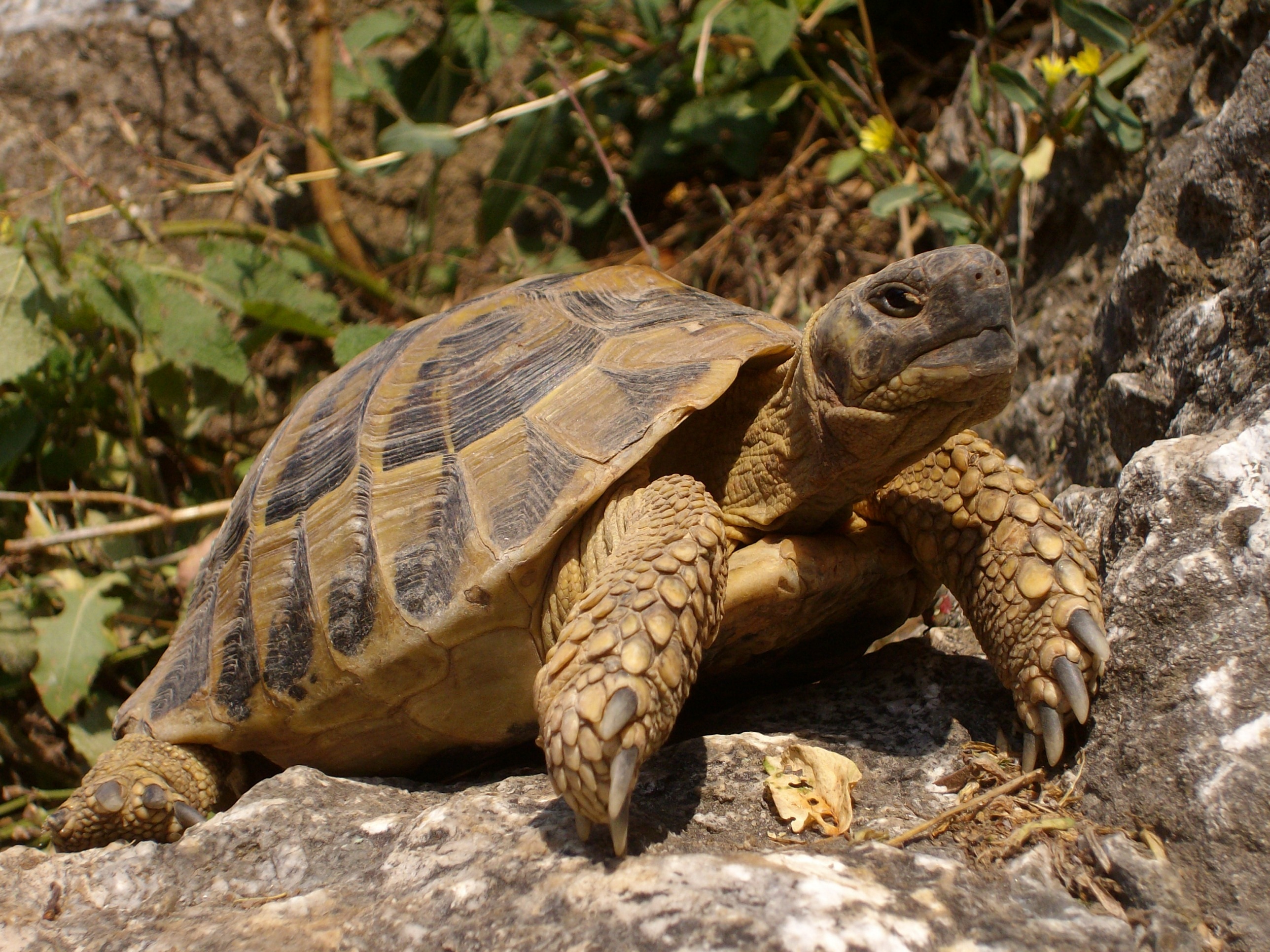 16 самых популярных видов домашних черепах