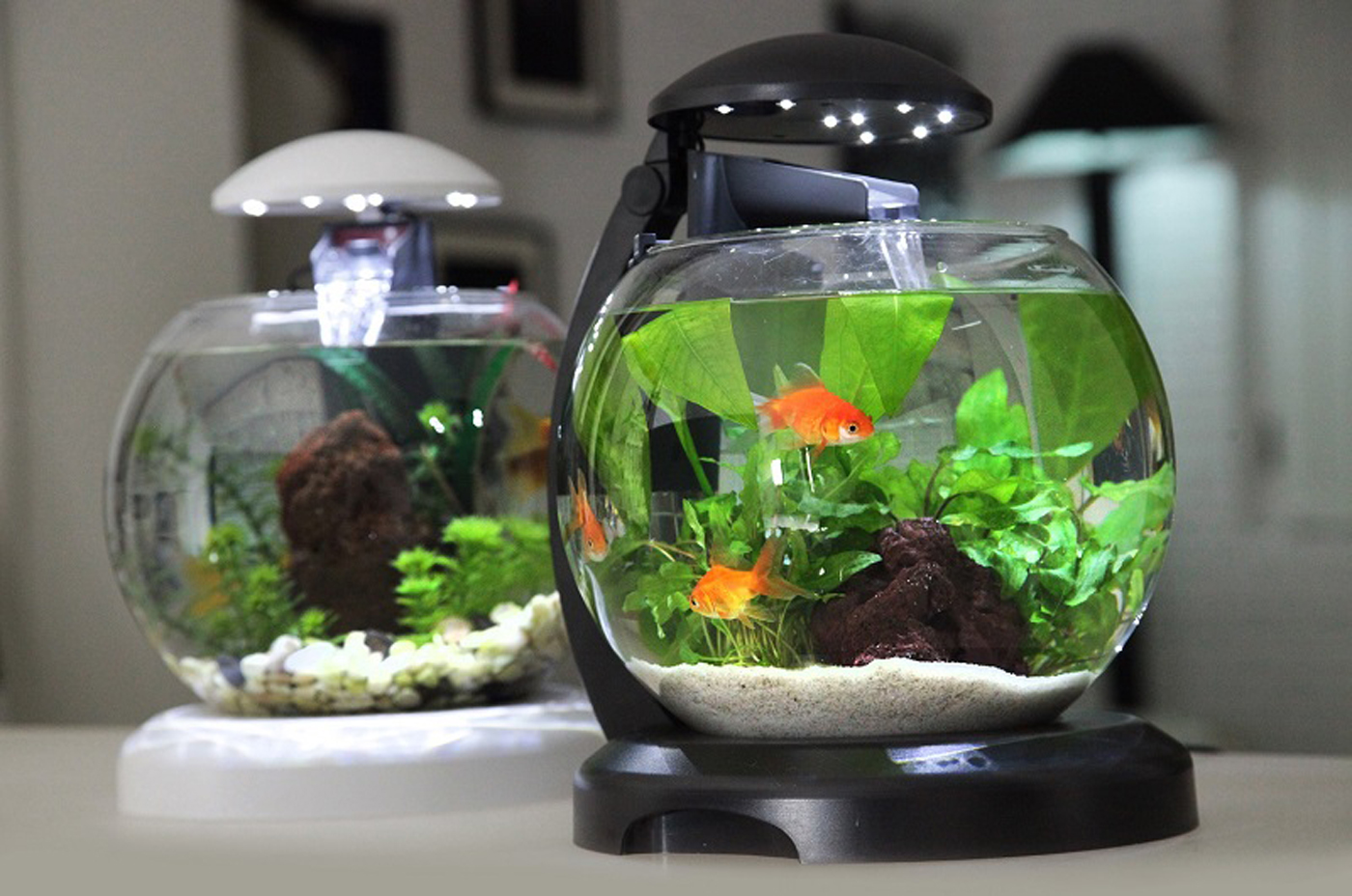 Маленький аквариум: каких рыбок можно держать, уход и содержание