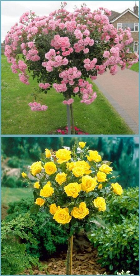 Цветы, похожие на розы: названия и фото (каталог)