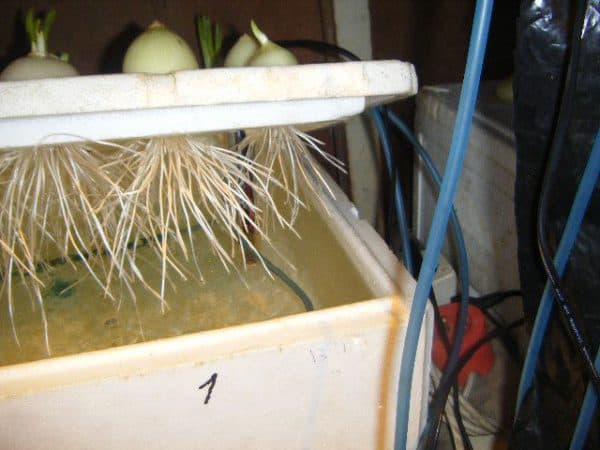 ? как вырастить зеленый лук в домашних условиях: место, температура, освещение, варианты