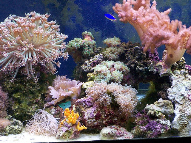 Кораллы в аквариуме