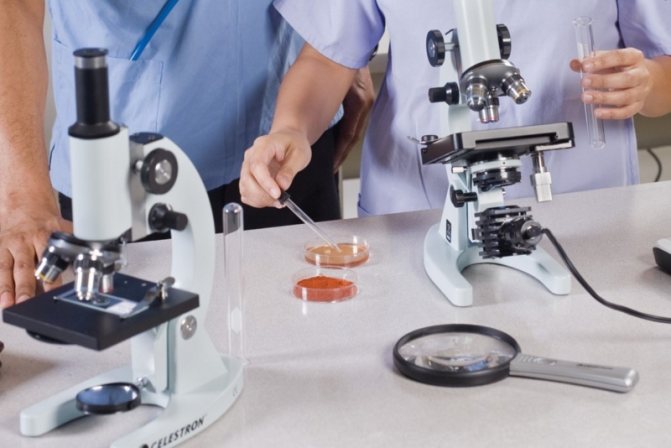 Микроскоп своими руками — как сделать своими руками простой и мощный микроскоп (85 фото и видео)