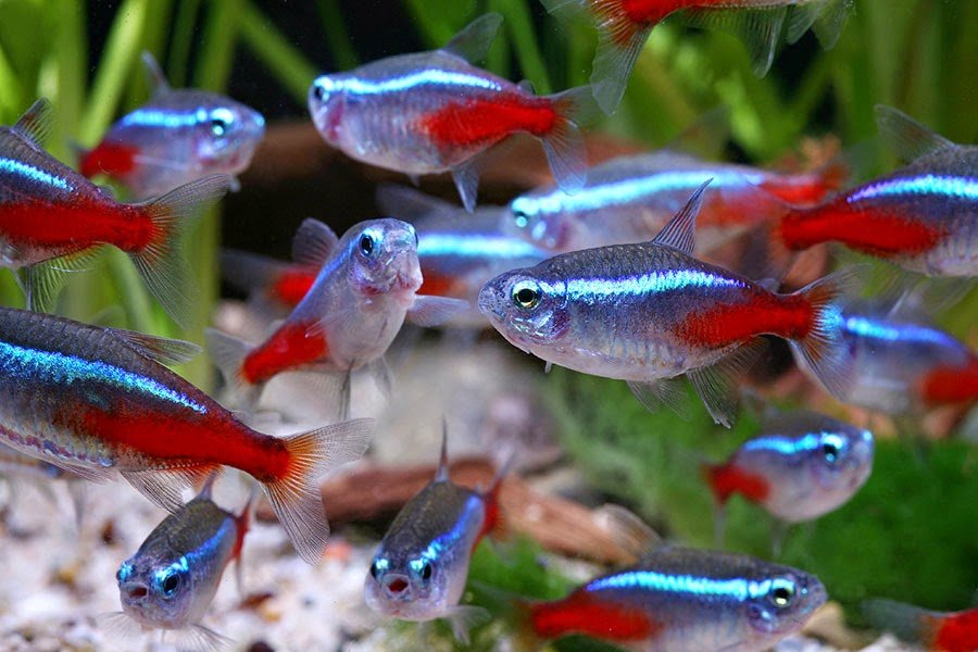 Самые неприхотливые аквариумные рыбки (30 фото): каких рыб легко разводить? как выбрать рыб для маленького и большого аквариума? названия с описаниями и рекомендации по уходу