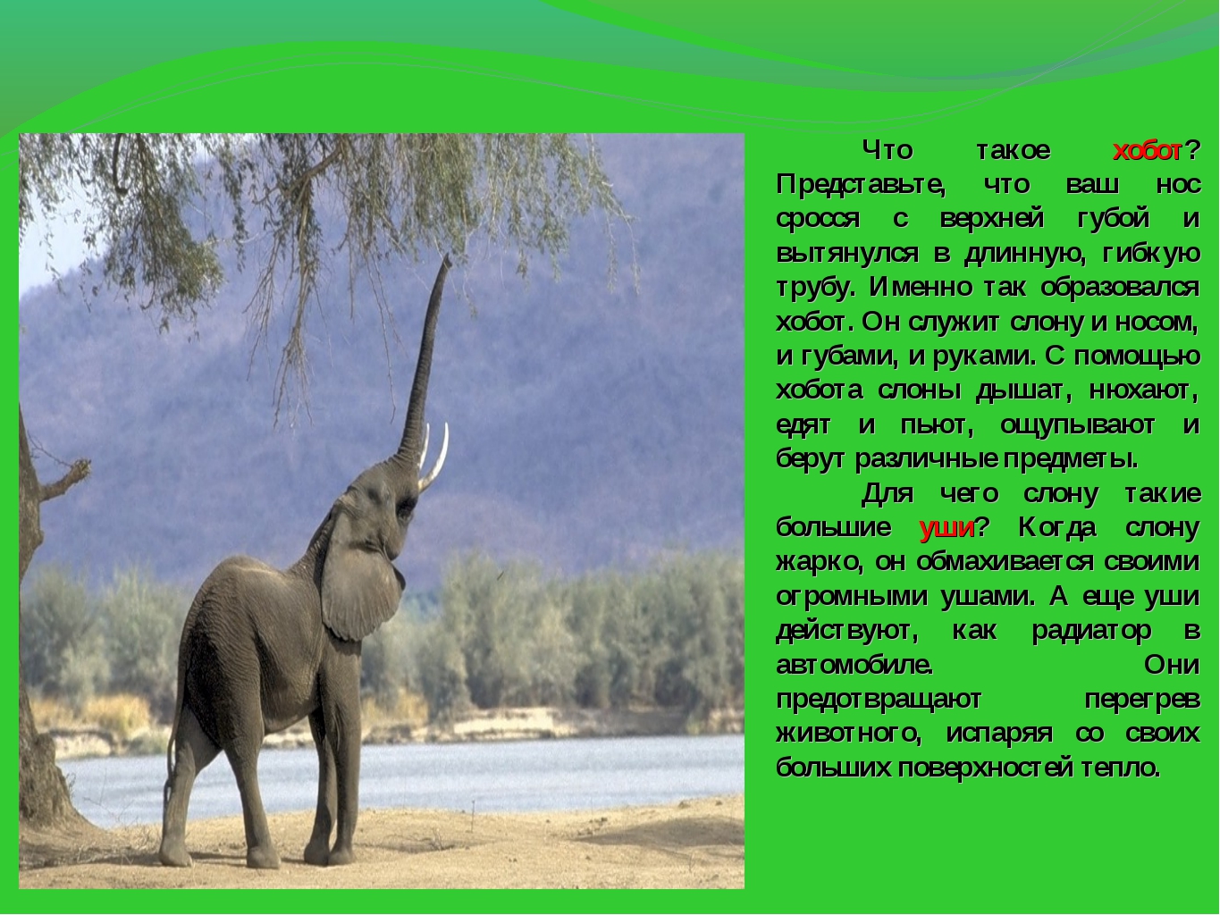 Слон рассказ 1 класс окружающий мир. Описание слона. Животные жарких стран. Доклад о слонах. Слоны презентация для детей.