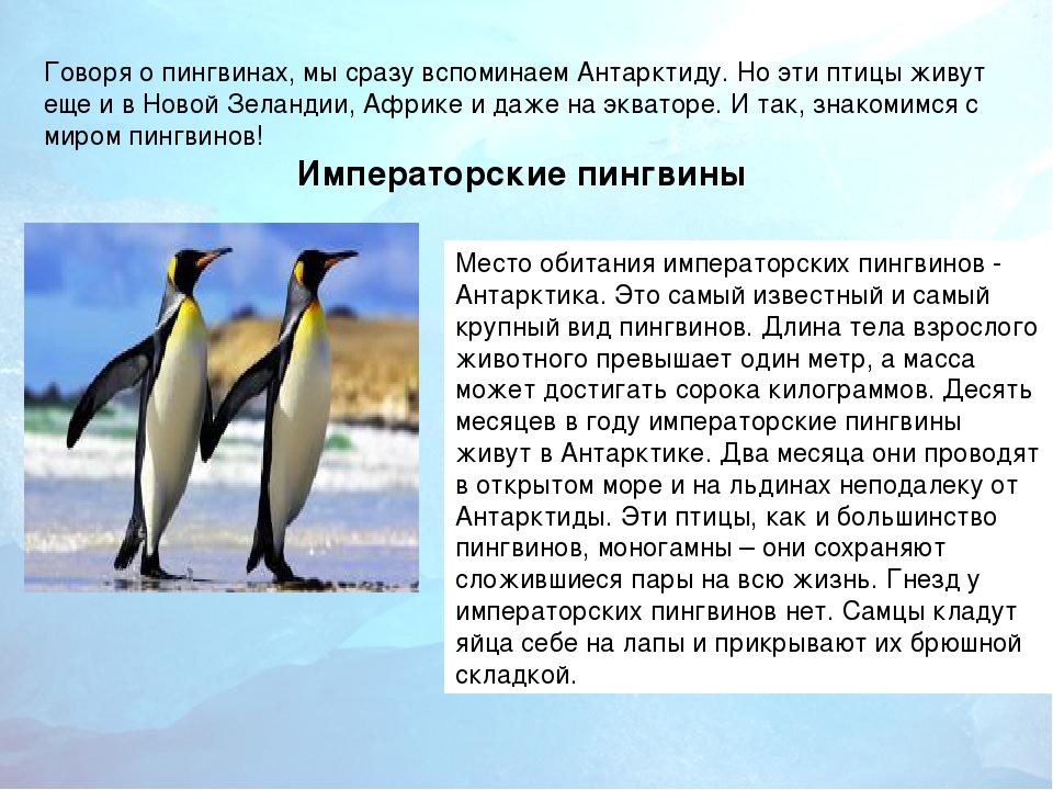 Пингвины – интересные факты, фото и видео