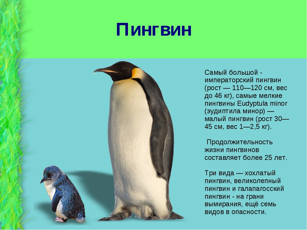 Хохлатый пингвин ? фото, описание, ареал, питание, враги ✔