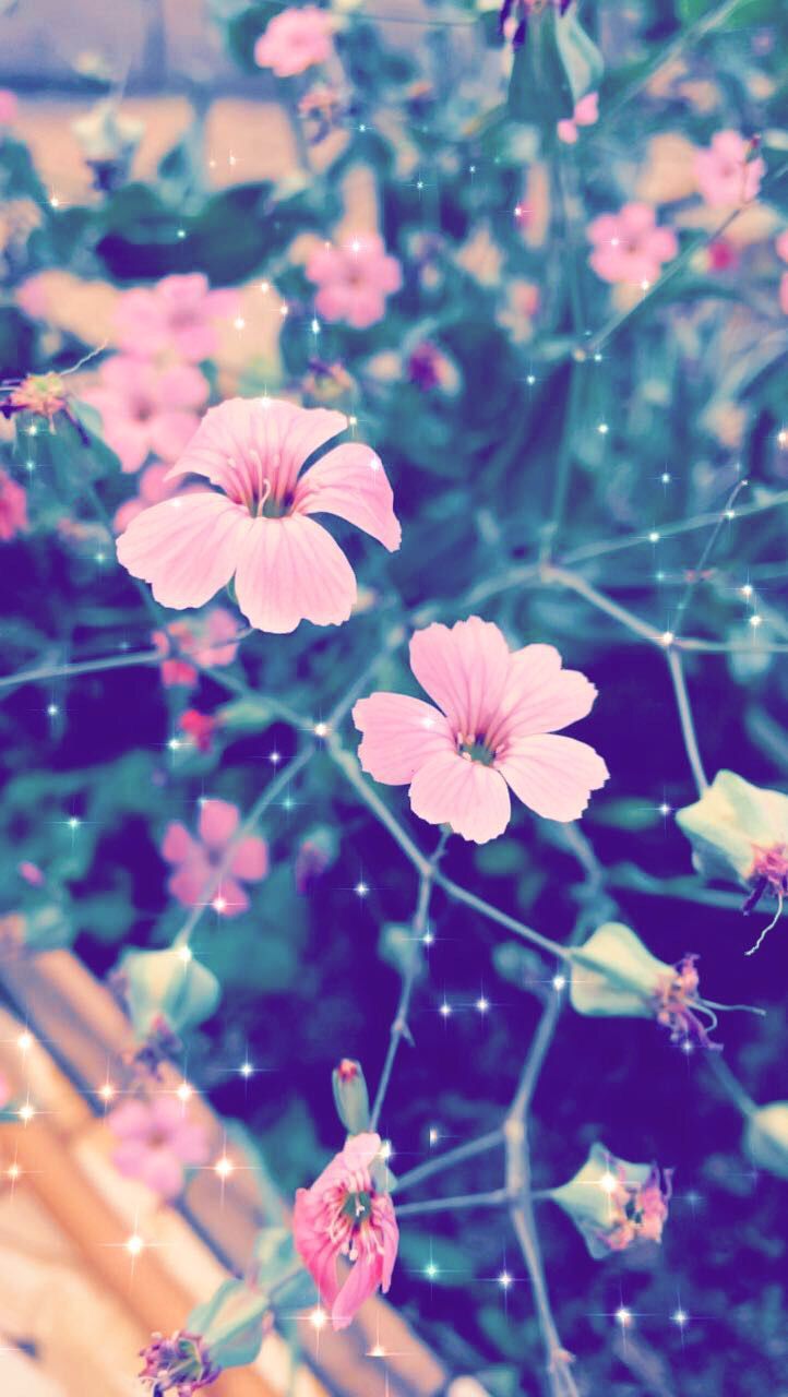 ✅ милые цветочки – лепесточки - eco-podarki.ru