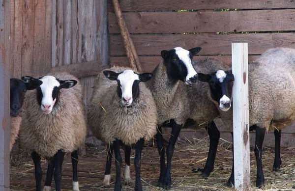 Подборка схем и описаний для вязания крючком овечки