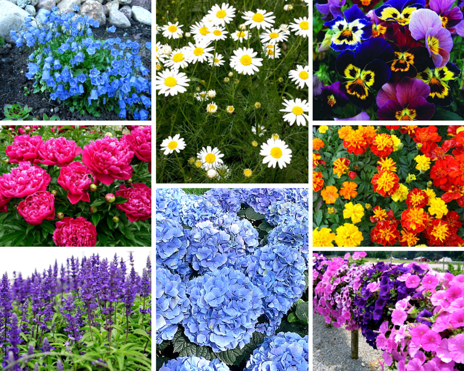 Многолетние цветы для дачи: названия, виды, фото (70 штук)