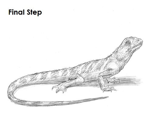 Как нарисовать ящерицу карандашом поэтапно для начинающих и детей: пошаговая инструкция. как нарисовать ящерицу на камне?