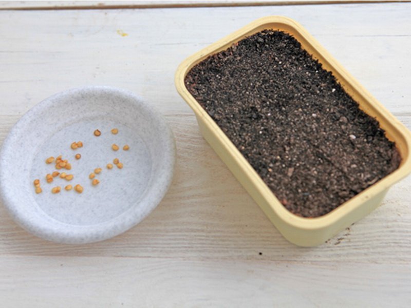 Выращивание рассады перца: когда и как сажать перец в домашних условиях