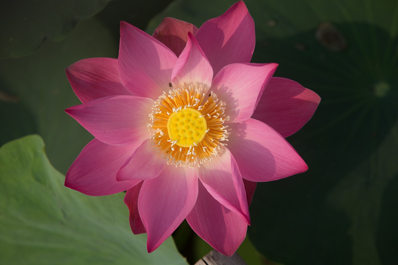 Медитация цветок лотоса: особенности практики и советы новичкам