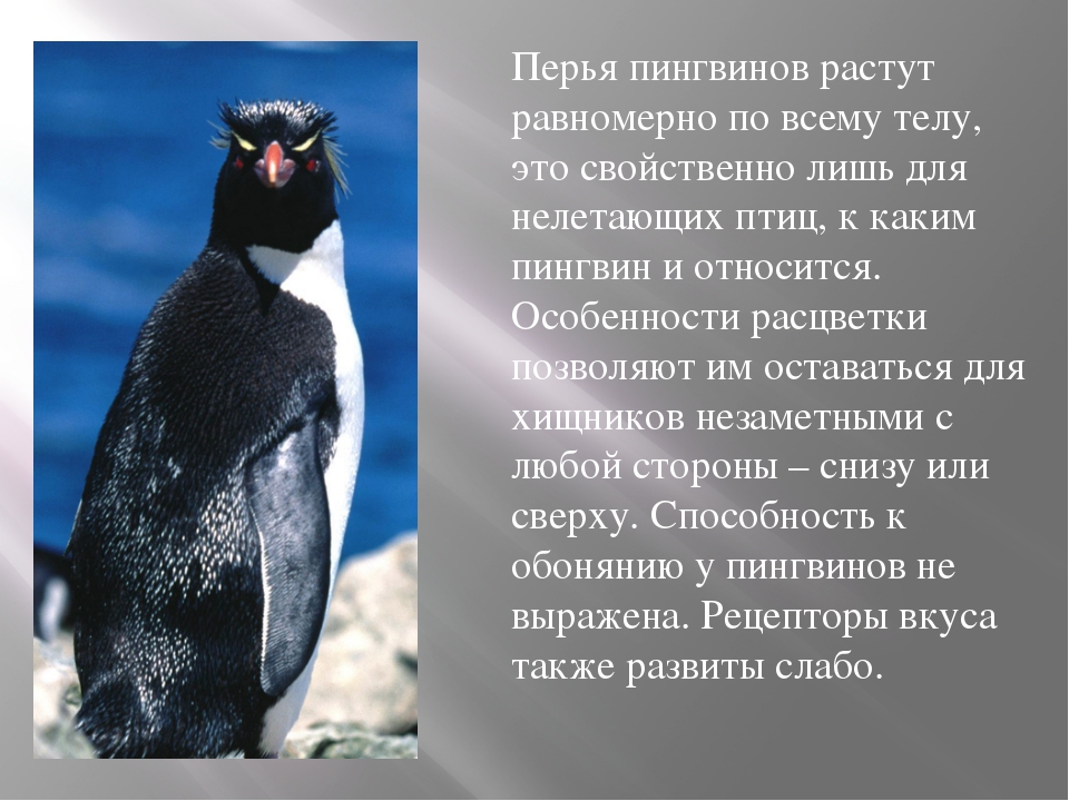 Рассмотрите фото на рисунке 110 как пингвины приспособились к жизни в суровых условиях