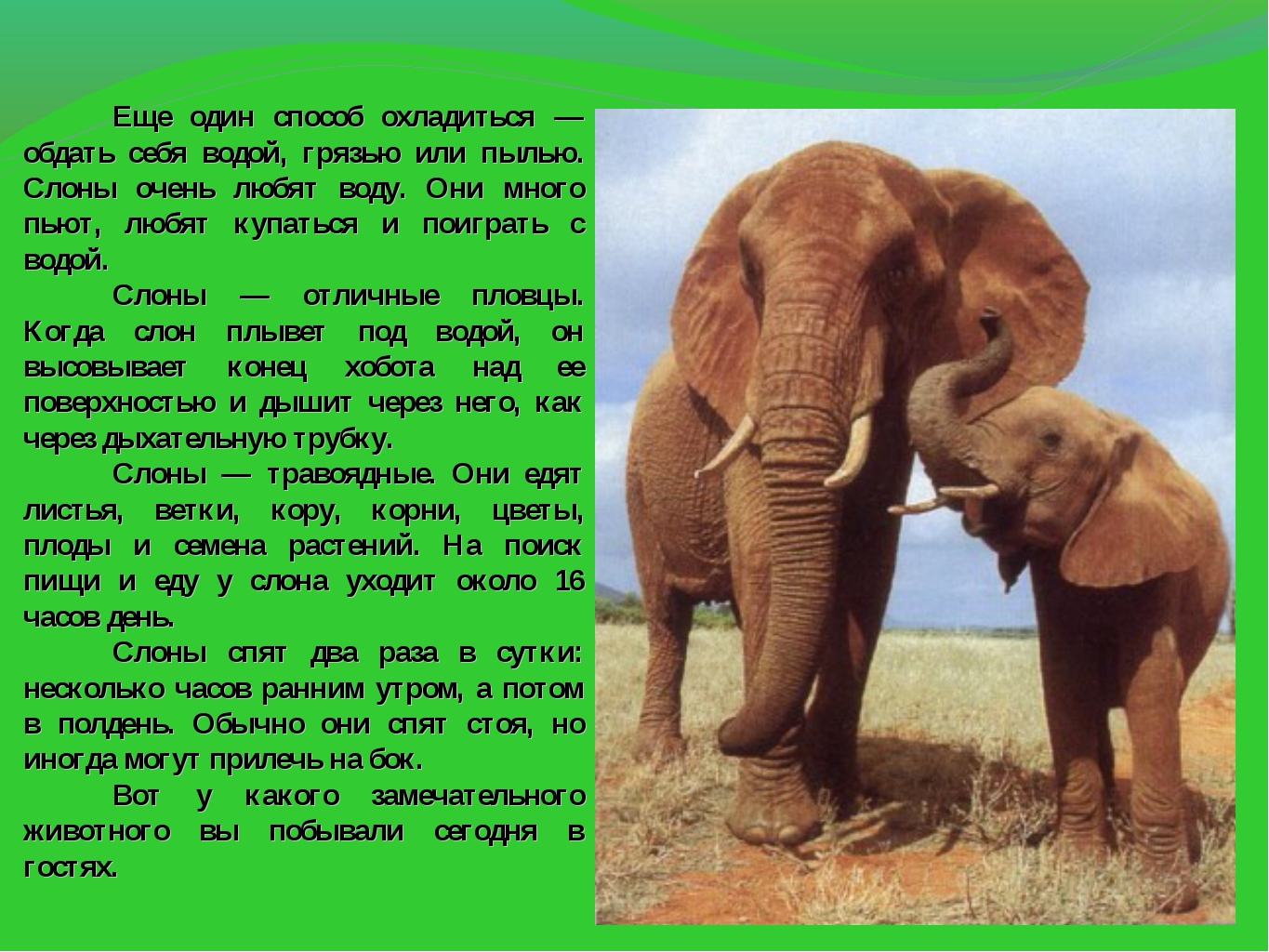 Где живет южный слон. Сообщение о слоне. Рассказы о слонах для детей. Расскащв про слона. Описание слона.