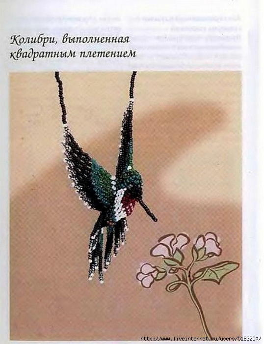 «колибри» средней полосы россии (бабочки — бражники) | экоелец