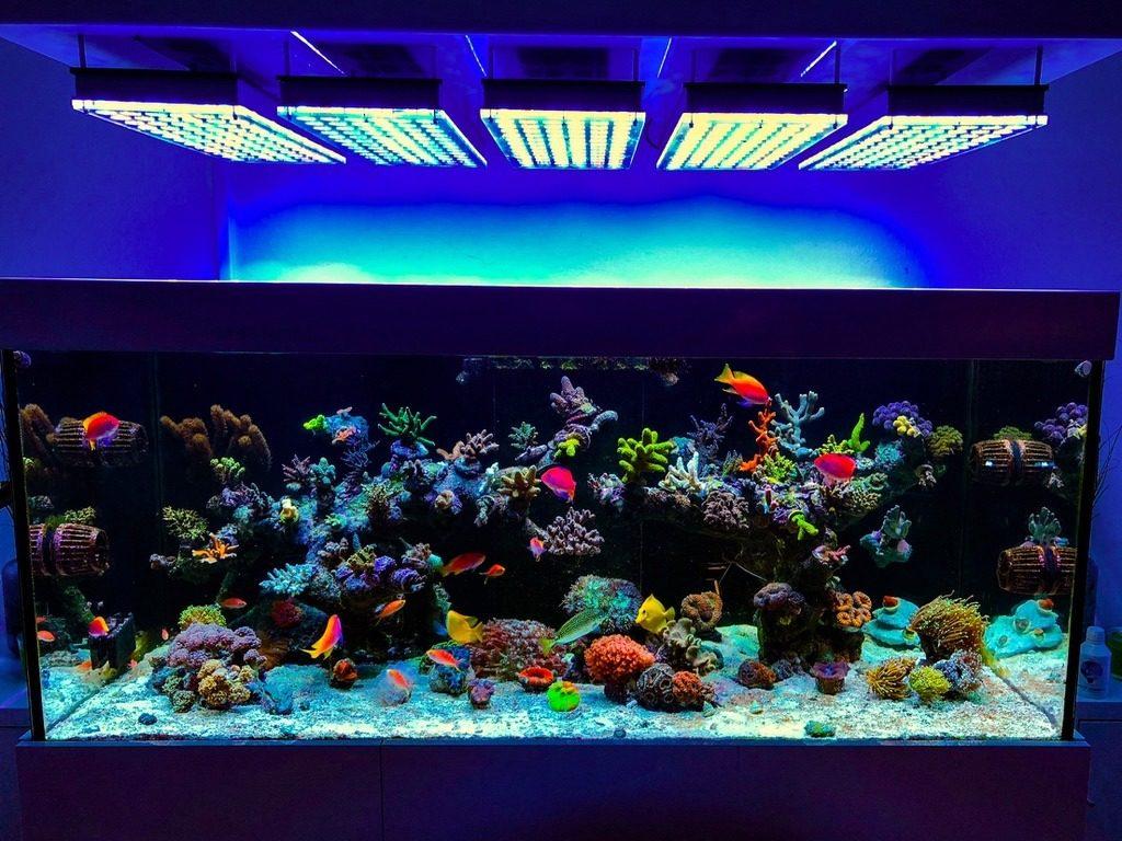 Освещение для аквариума: подсветка для аквариума, свет для аквариума, сколько должен гореть свет в аквариуме, какое освещение должно быть в аквариуме, нужен ли свет в аквариуме