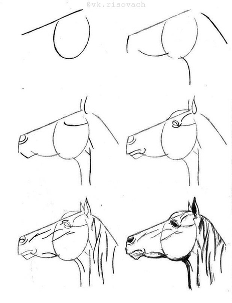 4 способа:? как нарисовать лошадь карандашом поэтапно для начинающих