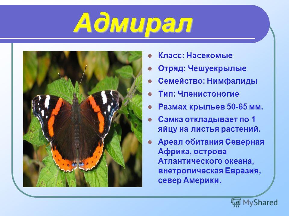 Бабочки - чешуекрылые  фото описание названия размер