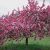 Краснолистная декоративная яблоня: описание сортов, их место в ландшафтном дизайне сада