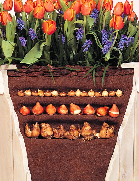 Когда и как правильно проводить посадку тюльпанов в корзины для луковичных своими руками