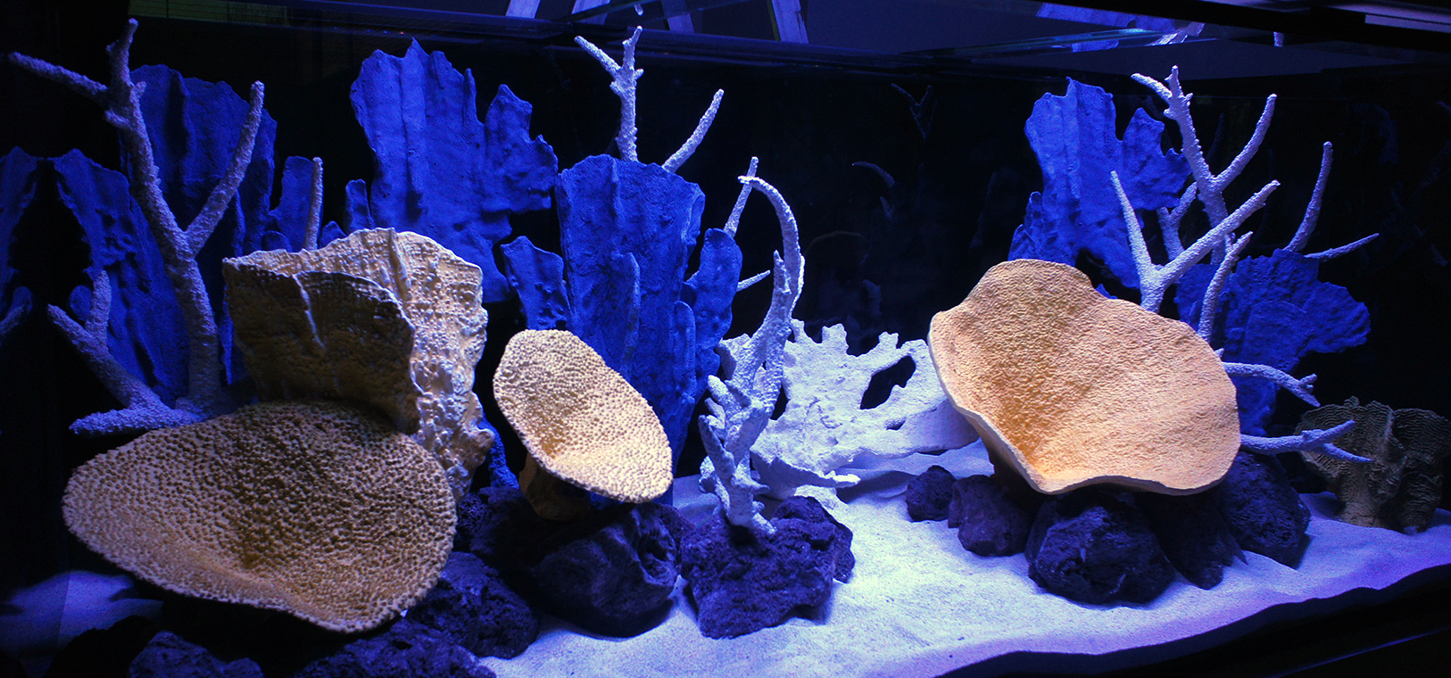 Что делают из кораллов и какими свойствами они обладают?