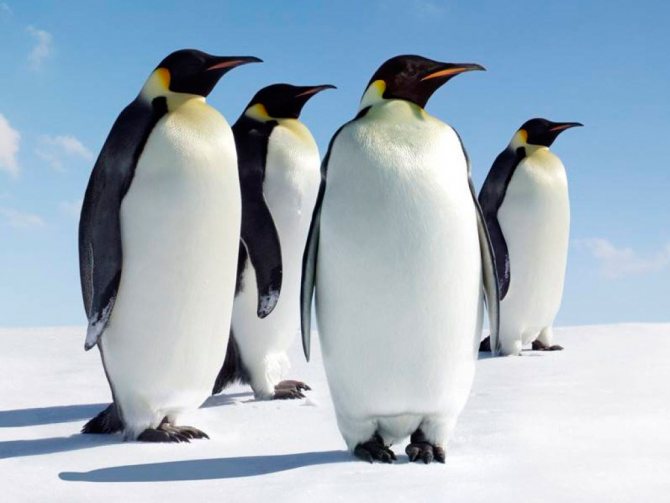 Пингвины – интересные факты, фото и видео  - «как и почему»
