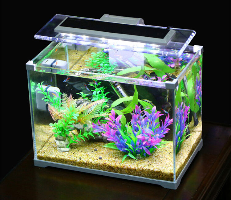 Маленький аквариум: каких рыбок можно держать, уход и содержание