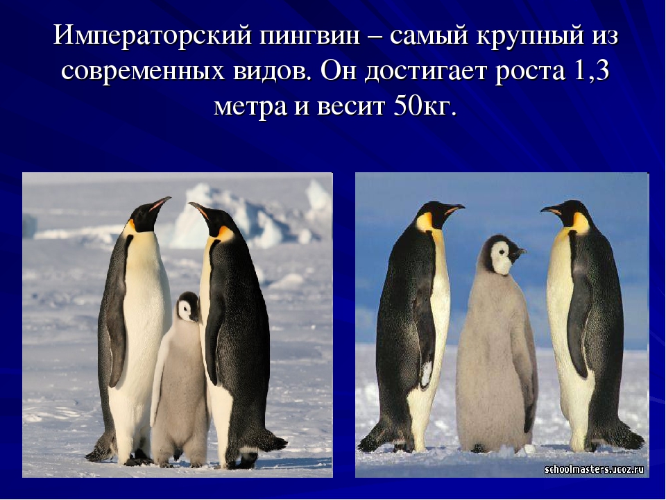 Удивительные пингвины. фото пингвинов