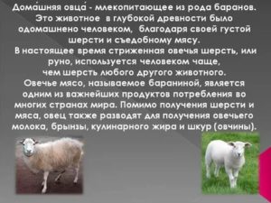 Барашки и овечки — posmotre.li