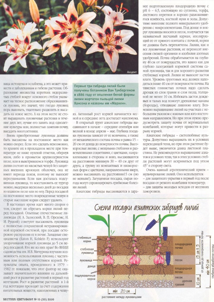 Как эффектно использовать садовые лилии в дизайне сада? подбор партнеров. фото — ботаничка.ru