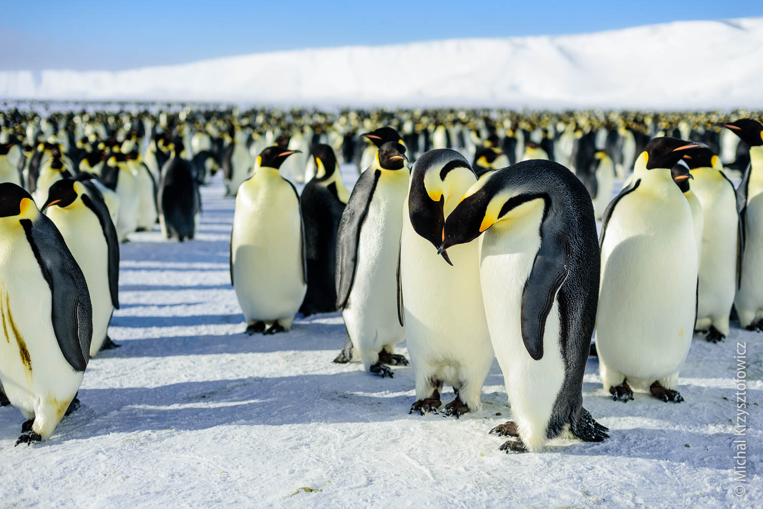 Ареал Императорского пингвина