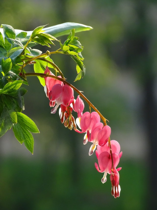 Дицентра - цветок сердца
