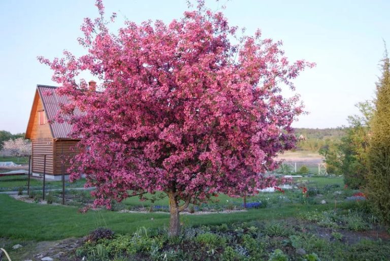 Карликовые яблони – выбираем лучший сорт | в саду (огород.ru)
