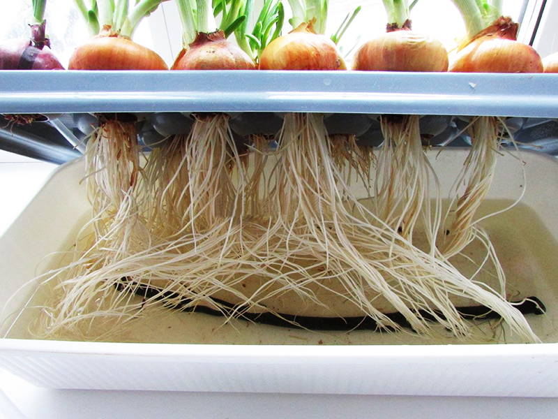 Выращивание зеленого лука как бизнес – как вырастить зеленый лук в зимнее время на продажу?